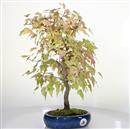 <b>Acero Tridente</b> Esemplare Unico cm 41-150,00 €