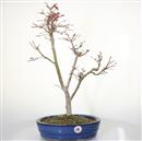 <b>Acero Deshojo</b> Esemplare Unico cm 55-260,00 €