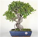 <b>Ficus Retusa</b> Esemplare Unico cm 46-160,00 € (10)