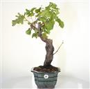 <b>Vite</b> Esemplare Unico cm 50-140,00 €