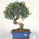 <b>Olivo</b> Esemplare Unico cm 60-390,00 €