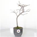 <b>Kaki</b> Esemplare Unico cm 31-99,00 €