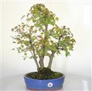 <b>Acero Tridente</b> Esemplare Unico cm 51-290,00 €