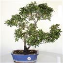 .<B>Azalea Indica</B> Esemplare Unico cm 55-280,00 €