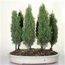 <b>Cipresso Bosco 7 Alberi</b> Esemplare Unico cm 50-240,00 &euro;