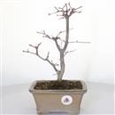 <b>Acero Deshojo</b> Esemplare Unico cm 32-130,00 €