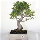 <b>Ficus Retusa</b> Esemplare Unico cm 42-97,00 € (10)