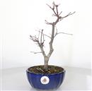 <b>Acero Deshojo</b> Esemplare Unico cm 33-140,00 €