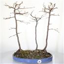 <b>Carpino Bianco Bosco</b> Esemplare Unico cm 50-165,00 €