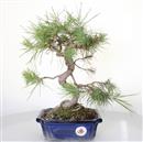 <b>Pino di Aleppo</b> Esemplare Unico cm 35-69,00 €