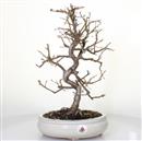 <b>Ciliegio Mahaleb</b> Esemplare Unico cm 40-125,00 €