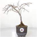 <b>Kaki</b> Esemplare Unico cm 28-99,00 €