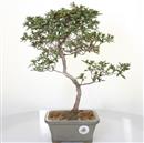 .<b>Azalea Hoshi-no-Kagayaki</b> Esemplare Unico cm 41-180,00 €