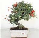 <b>Piracanta</b> Esemplare Unico cm 29-98,00 €