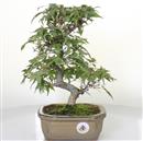 <b>Acero Deshojo</b> Esemplare Unico cm 33-298,00 €