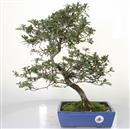 <b>Azalea Benikage</b> Esemplare Unico cm 43-240,00 &euro;