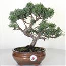 <b>Ginepro Kishu</b> Esemplare Unico cm 29-120,00 &euro;