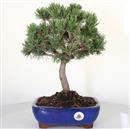 <b>Pino Mugo Laurin</b> Esemplare Unico cm 40-99,00 €