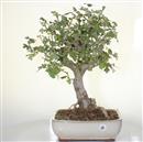 <b>Biancospino Giapponese Rosa</b> Esemplare Unico cm 58-499,00 €