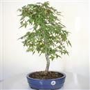 <b>Acero Deshojo</b> Esemplare Unico cm 55-240,00 €