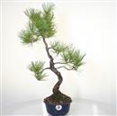 <b>Pino Nero</b> Esemplare Unico cm 60-240,00 €