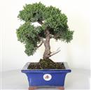 <b>Ginepro Kishu</b> Esemplare Unico cm 34-198,00 €