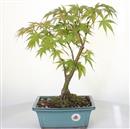 <b>Acero Corticosa Arakawa</b> Esemplare Unico cm 43-130,00 €