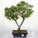 <b>Azalea Indica</b> Esemplare Unico cm 45-97,00 &euro;