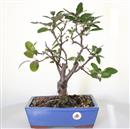 <b>Melo Halliana Rosso</b> Esemplare Unico cm 40-97,00 €