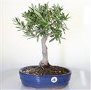 <b>Olivo</b> Esemplare Unico cm 42-97,00 €