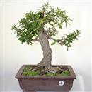 <b>Melograno Nejikan</b> Esemplare Unico cm 50-490,00 €