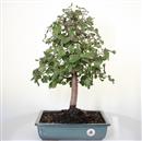 <b>Quercia da Sughero</b> Esemplare Unico cm 52-160,00 €