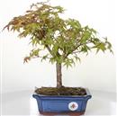 <b>Acero Deshojo</b> Esemplare Unico cm 37-97,00 €