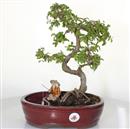 <b>Olmo Cinese con Pescatore</b> Esemplare Unico cm 38-125,00 €