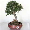 <b>Olivo Silvestre</b> Esemplare Unico cm 36-97,00 €