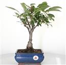 <b>Melo Halliana</b> Esemplare Unico cm 35-69,00 €