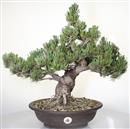 <b>Pino a 5 Aghi</b> Esemplare Unico cm 48-1.200,00 €