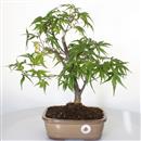 <b>Acero Corticosa Arakawa</b> Esemplare Unico cm 42-130,00 €