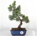 <b>Pino a 5 Aghi</b> Esemplare Unico cm 32-160,00 €