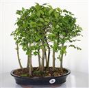 <b>Bagolaro Bosco</b> Esemplare Unico cm 43-240,00 €