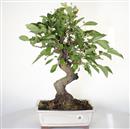 <b>Melo Everest</b> Esemplare Unico cm 52-240,00 €