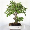 <b>Melo Everest</b> Esemplare Unico cm 50-240,00 €