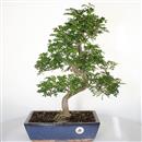 <b>Pepe</b> Esemplare Unico cm 50-140,00 € (7)