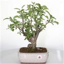 <b>Melo Everest</b> Esemplare Unico cm 40-198,00 &euro;