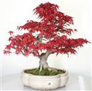 <b>Acero Deshojo</b> Esemplare Unico cm 45-980,00 €