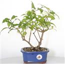 <b>Callicarpa</b> Esemplare Unico cm 32-87,00 €