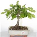 <b>Quercia</b> Esemplare Unico cm 25-65,00 €