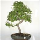 <b>Olmo Cinese</b> Esemplare Unico cm 62-240,00 €