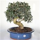 <b>Olivo</b> Esemplare Unico cm 50-390,00 €