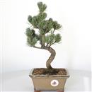 <b>Pino a 5 Aghi</b> Esemplare Unico cm 36-198,00 €